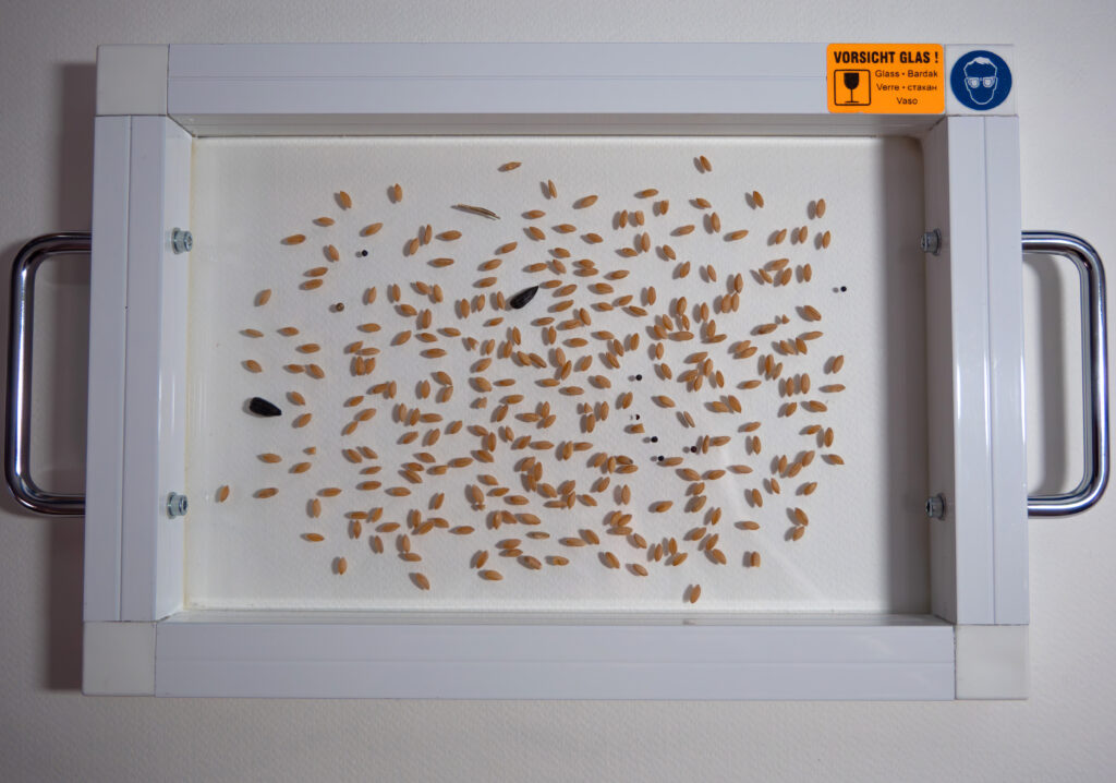 Probenbehälter mit Getreideprobe und Besatz